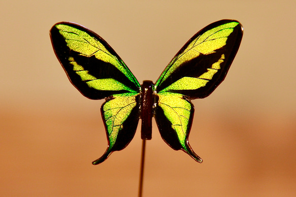 木製蝶々標本ブローチ【ゴクラクトリバネアゲハ】Ornithoptera paradisea 1枚目の画像