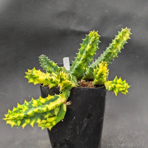 ゼブリナ錦 in わけけのお店(ヨメ) 多肉植物 ゆらり 〚わけけのお店