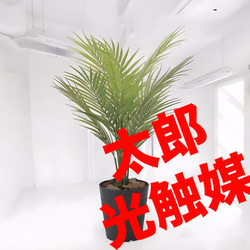 光触媒 人工観葉植物 ウォールグリーン フェイクグリーン サラサ