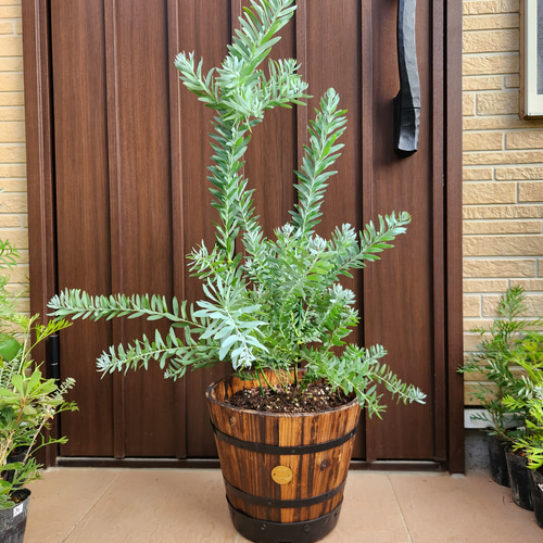 アカシアブルーブッシュ 樽型鉢植え 苗 オージープランツ 盆栽