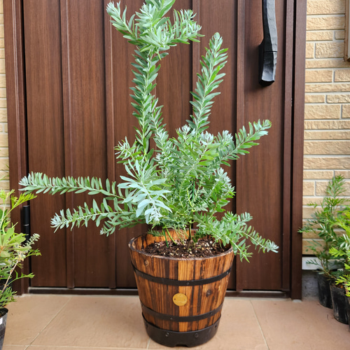 アカシアブルーブッシュ 樽型鉢植え 苗 オージープランツ 盆栽 fleurir