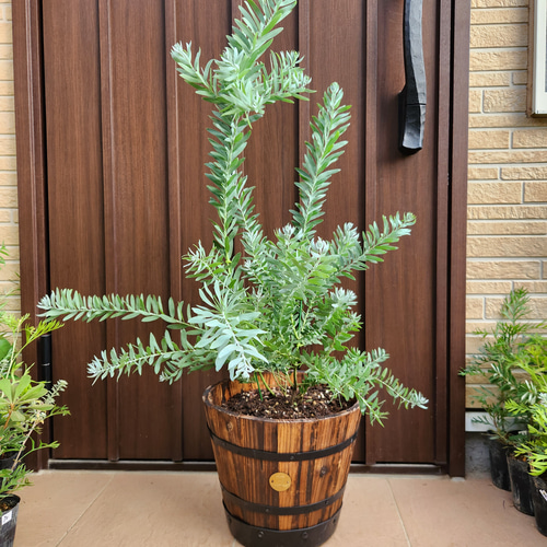 アカシア　ブルーブッシュ/ 705 アカシア・ブルーブッシュ XL 【首都圏限定】 | 観葉植物の通販