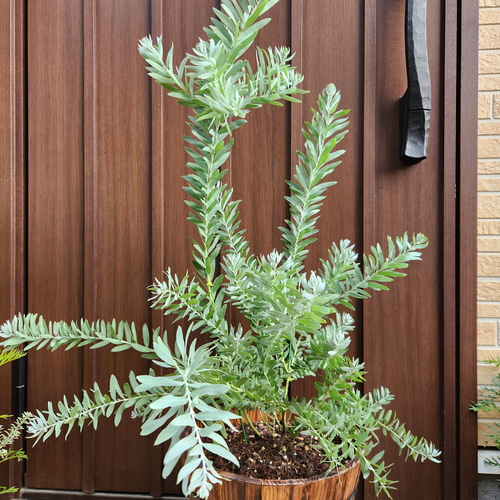 アカシアブルーブッシュ 樽型鉢植え 苗 オージープランツ 盆栽 fleurir