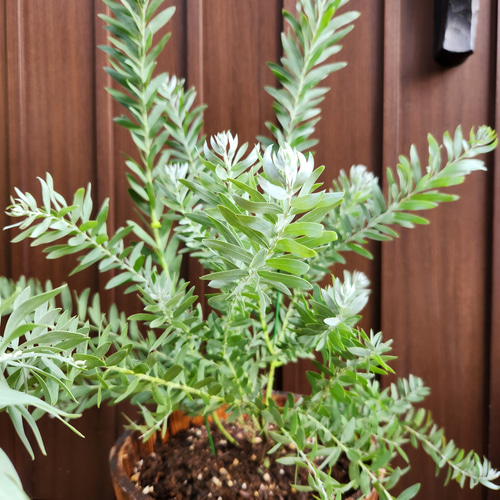 アカシアブルーブッシュ 樽型鉢植え 苗 オージープランツ 盆栽