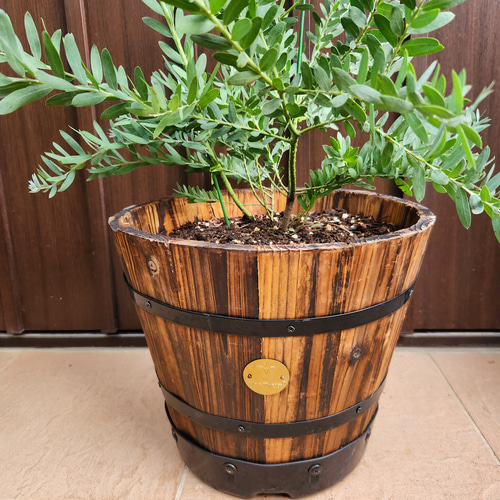 アカシアブルーブッシュ 樽型鉢植え 苗 オージープランツ 盆栽 fleurir