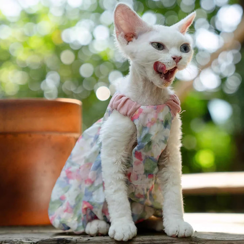 ワンタッチコーデ ウエディング気分 ウエディングドレス (31550) ゴロにゃんオリジナル 猫服 ウェディング ねこ ネコ 花嫁 結婚式  ジューンブライド ( ウエディング気分 ) - 猫専門店ゴロにゃん☆公式通販サイト｜猫の首輪・猫用品・フード｜