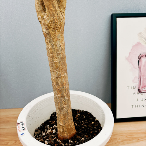 ［現品］A ドラセナ　コンシンネ　龍　曲がり　8号　観葉植物　大型　室内 現品］6番 ドラセナ コンシンネ 龍 曲がり 8号 観葉植物 大型 室内