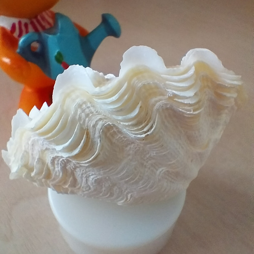 宮古島産 ミニミニサイズ シャコ貝ランプ LEDライト内臓の台座