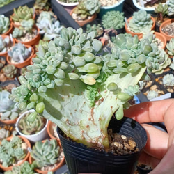 激レア‼️ 多肉植物(韓国苗) クレムネリア エクスパトリアータ