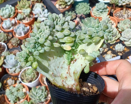 7649ae241b38144aef81ffaca83f1a