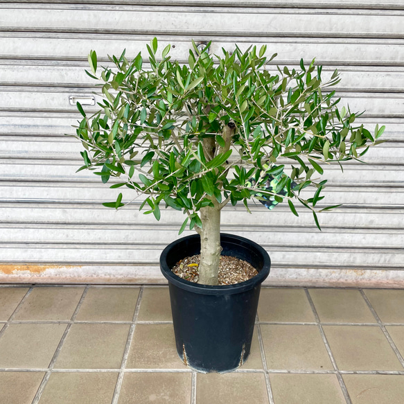 002【盆栽仕立て】オリーブの木 盆栽仕立て オリーブの木 ルッカ SOUJU その他インテリア雑貨 PLANTS