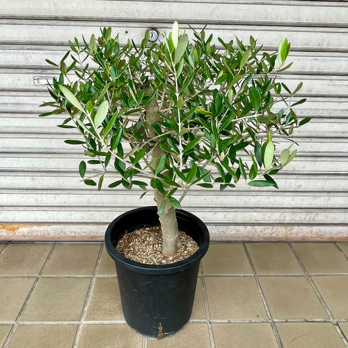 夏休暇前売り尽くし　オリーブ オリーブの木　ルッカ　souju ８号 140cm 夏休暇前売り尽くし オリーブ オリーブの木 ルッカ souju 8号 140cm