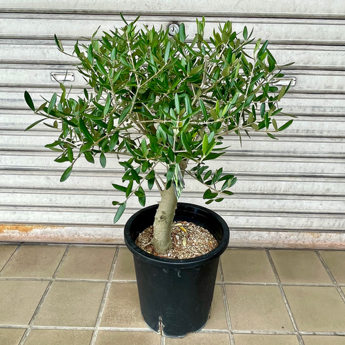 盆栽 玉仕立て オリーブの木 ルッカ souju L その他インテリア