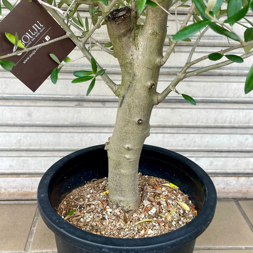 盆栽 玉仕立て オリーブの木 ルッカ souju L その他インテリア