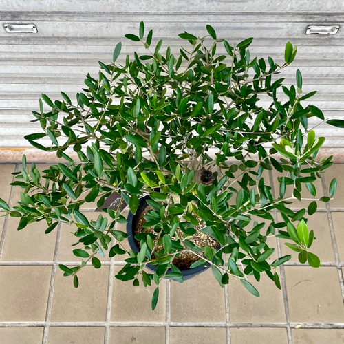夏休暇前売り尽くし　オリーブ オリーブの木　ルッカ　souju ８号 140cm 夏休暇前売り尽くし オリーブ オリーブの木 ルッカ souju 8号
