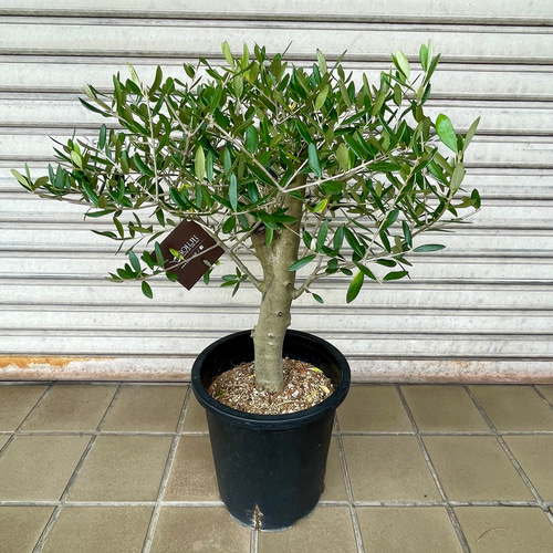 盆栽 玉仕立て オリーブの木 ルッカ souju L その他インテリア