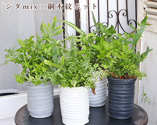 Amazon.co.jp: NEAL'S YARD REMEDIES(ニールズヤードレメディー