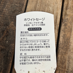 ホワイトセージ2ポットセット＊ハーブ＊大型シルバーリーフ＊良い香り＊人気＊ 10枚目の画像