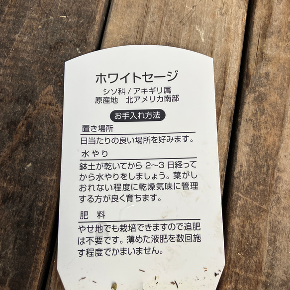 ホワイトセージ2ポットセット＊ハーブ＊大型シルバーリーフ＊良い香り＊人気＊ 10枚目の画像