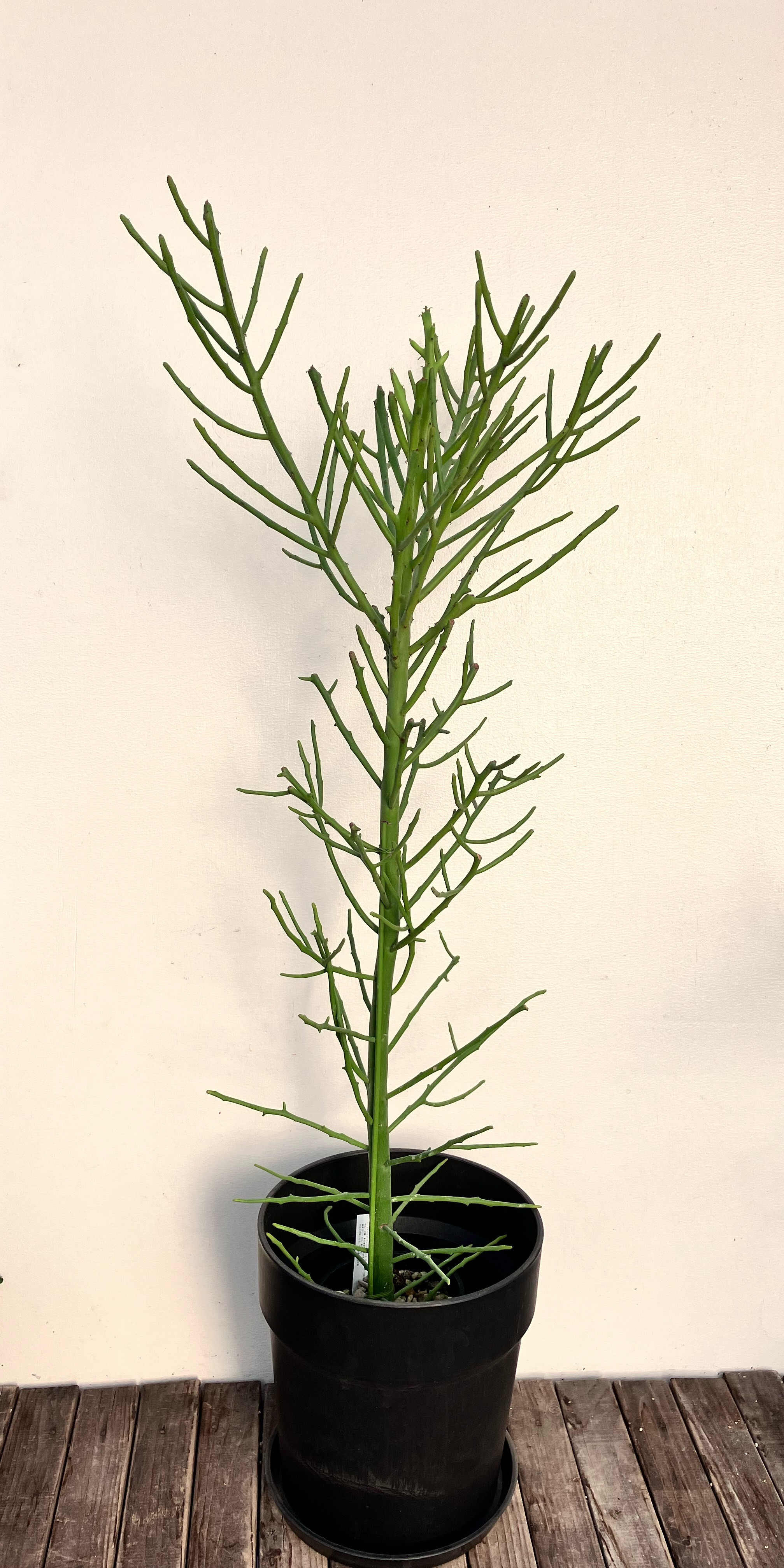 フィフェレネンシス＊ユーフォルビア＊多肉植物＊観葉植物＊