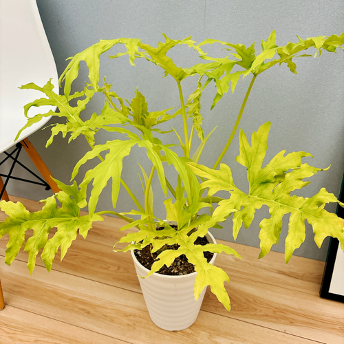 現品］【希少】A フィロデンドロン セローム ゴールドリーフ 7号 観葉