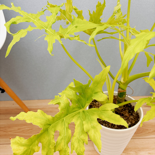 幹立ち フィロデンドロン セローム ゴールドリーフ フィロデンドロン：セローム（幹上がり） 5号鉢植え25-01 の通販