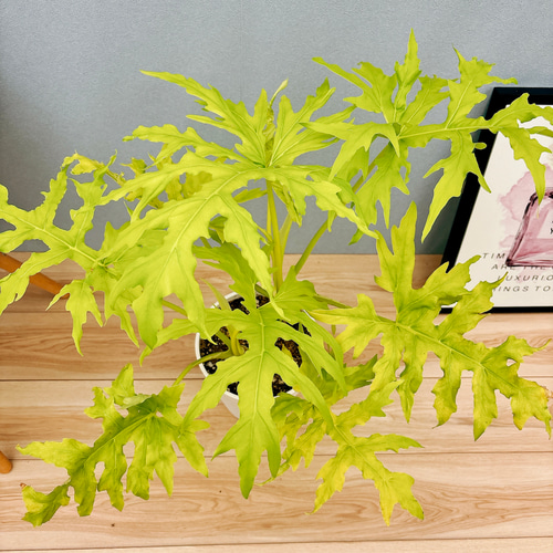 フィロデンドロン　セローム　ゴールドリーフ　10年以上の大株　希少 現品］【希少】A フィロデンドロン セローム ゴールドリーフ 7号 観葉