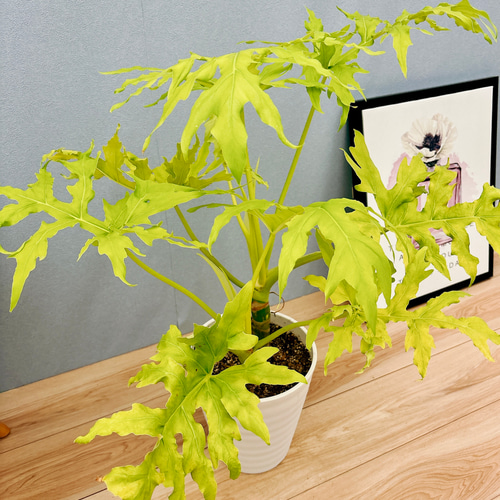 現品］【希少】A フィロデンドロン セローム ゴールドリーフ 7号 観葉