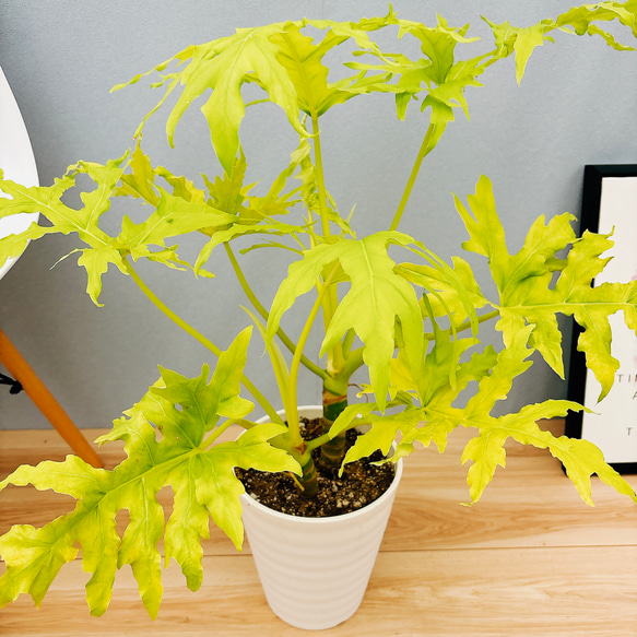 現品］【希少】A フィロデンドロン セローム ゴールドリーフ 7号 観葉