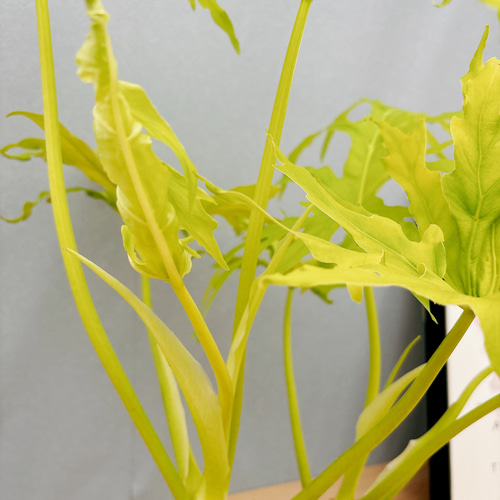 現品］【希少】A フィロデンドロン セローム ゴールドリーフ 7号 観葉