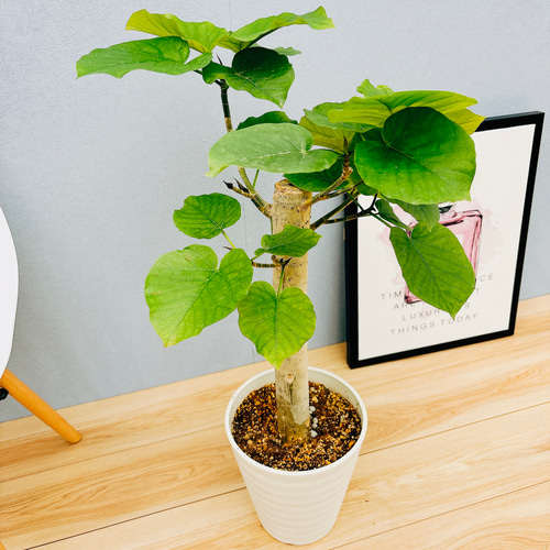 現品】モンステラ幹立ち9号（1）