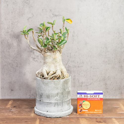アデニウム たこ足のユニークなフォルム 個性あふれる塊根植物を楽しむ