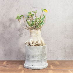 アデニウム たこ足のユニークなフォルム 個性あふれる塊根植物を楽しむ