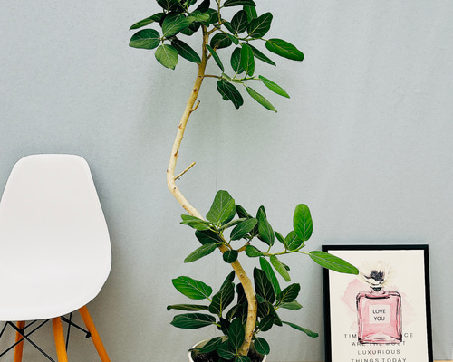 ［現品］☆人気☆ 10番　フィカス　ベンガレンシス　曲がり　8号　観葉植物　室内 現品］10番 フィカス ベンガレンシス 曲がり 8号 観葉植物 室内