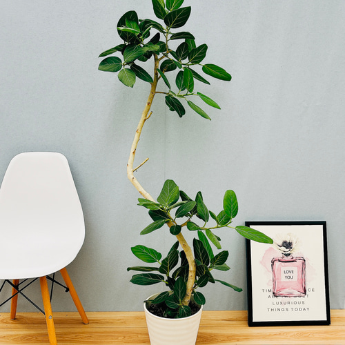 ［現品］☆人気☆ 63番　フィカス　ベンガレンシス　曲がり　8号　おしゃれ　観葉 観葉植物 フィカス ベンガレンシス 8号 曲り ライム ドゥオ