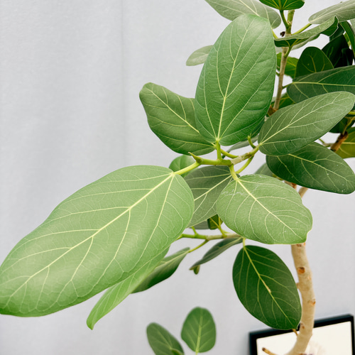 現品］6番 フィカス ベンガレンシス 曲がり 8号 観葉植物 室内 大型