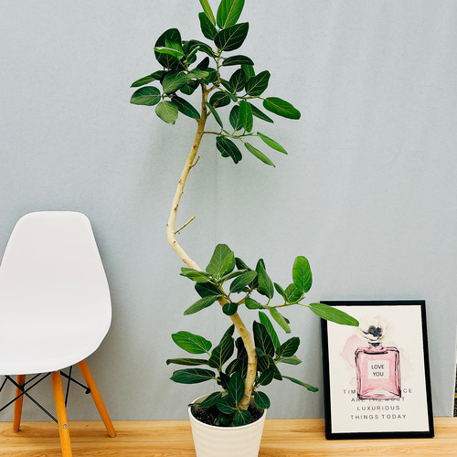 ［現品］K フィカス　ベンガレンシス　曲がり 8号　観葉植物　室内　人気 現品］6番 フィカス ベンガレンシス 曲がり 8号 観葉植物 室内 大型