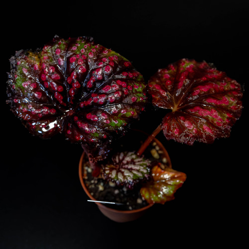 レックスベゴニア苗4種セット【A】 シーサーペント/タイガー