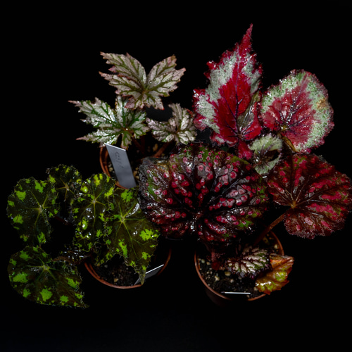 レックスベゴニア苗4種セット【A】 シーサーペント/タイガー