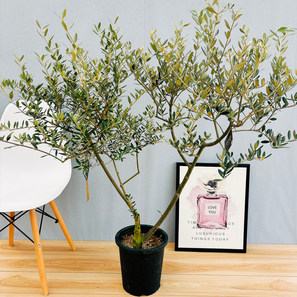 ポトスグローバル特大株 ポトスグローバル特大株送料無料 ポトスグローバル 送料無料 苗 (観葉 ポトスグローバル特大株【送料無料】オレンジラベル