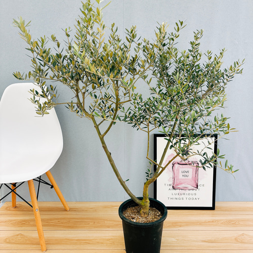 現品］TC 創樹 オリーブ オリーミー 8号 観葉植物 大型 プラ鉢 玄関