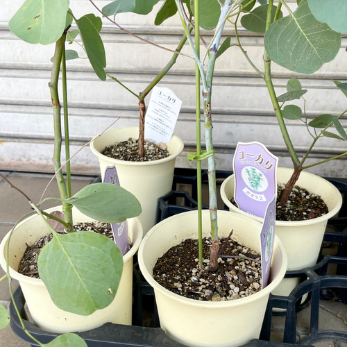まん丸葉が可愛い♡ ユーカリポポラス 石膏鉢植え 苗