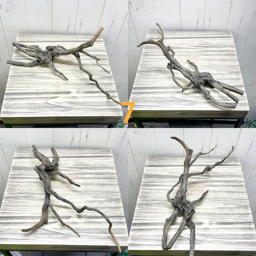 個性派揃い マレーシア産 枝流木 ブランチウッド ブラック 流木 その他