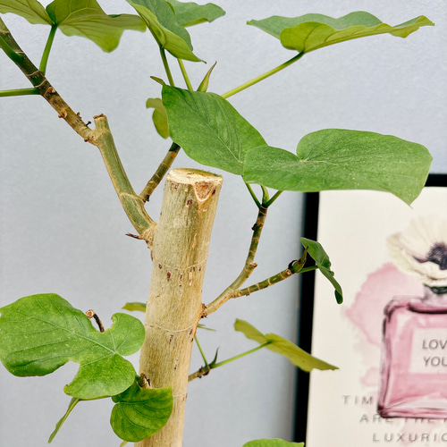 現品］2番 フィカス ウンベラータ 幹太 7号 観葉植物 室内 ゴム