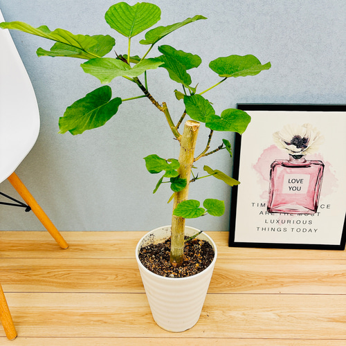 （希少）幹太　根上り　フィカス　ウンベラータ　ストレート仕立て　プラ鉢発送 希少）幹太 根上り フィカス ウンベラータ ストレート仕立て