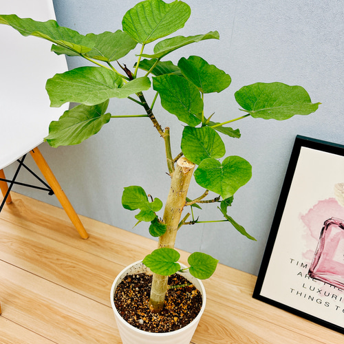 現品］2番 フィカス ウンベラータ 幹太 7号 観葉植物 室内 ゴムの木