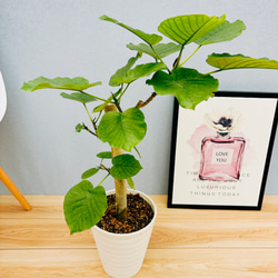 現品］2番 フィカス ウンベラータ 幹太 7号 観葉植物 室内 ゴム