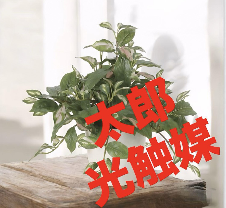 光触媒　人工観葉植物　ウォールグリーン　フェイクグリーン　ツートンホヤ