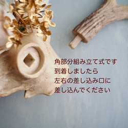 Botanical Bone 鹿スカル × アーティフィシャルフラワー 壁掛けインテリア（Stag ver.） 7枚目の画像