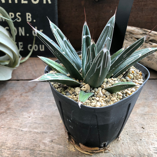 アガベ♡ビクトリアレジーナ♡笹の雪♡多肉植物♡ アートフラワー パリ